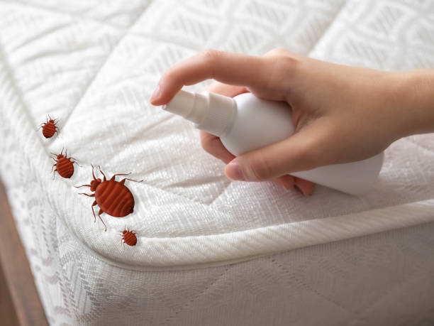 Professional Pest Control in Plainview, NY