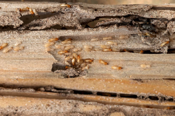 Best Pest Control Treatment  in Plainview, NY